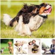 Dog No Bark Collars with Vibration and Rechargeable Anti Barking Device for All Dogs