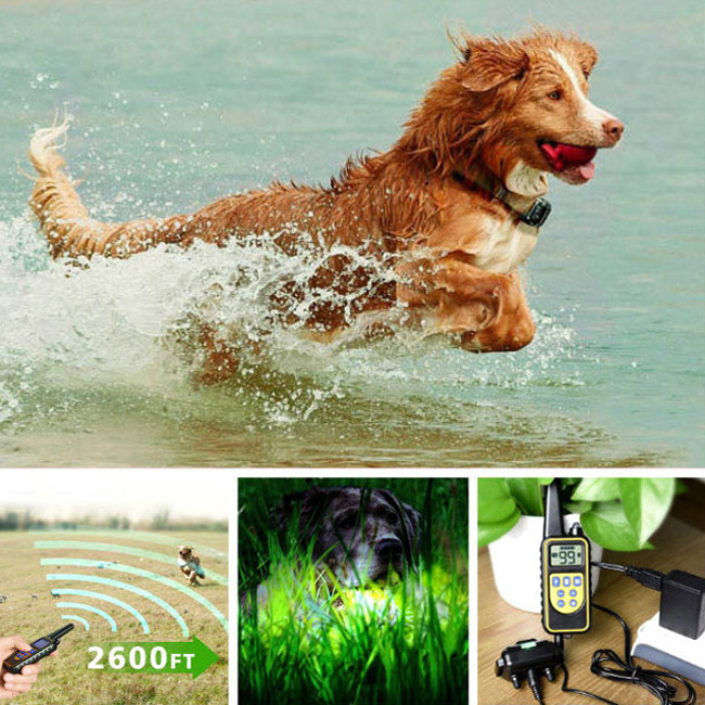 dog training collar 800M remote rechargeable and waterproof dog trainer