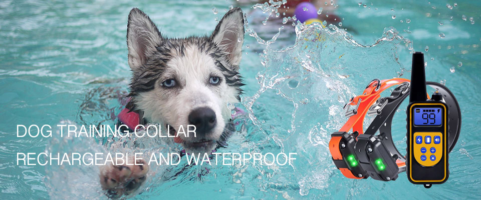 2019 New Dog Training Collar - Buy now!